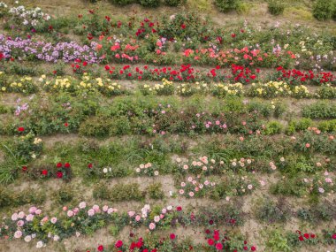 Bitki yetiştirme alanında yetişmiş genç bitkilerin hava manzarası 