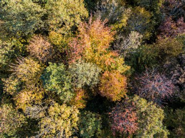 Sonbaharda sarı ağaçlarının havadan görünümü