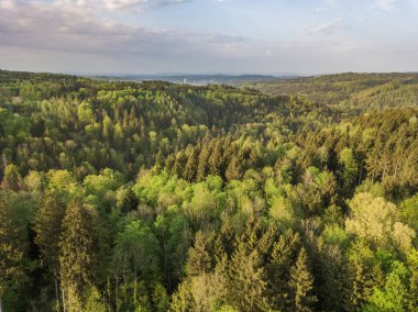 Aerial view of forest in evening sunlight, warm colors, in Switzland clipart