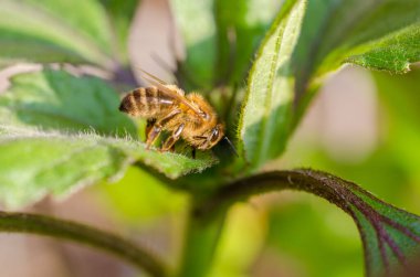 Akşam güneşi altında yeşil yapraklı yabanarısı. Sığ alan derinliği ile kapat