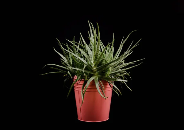 Planta Aloe Vera Maceta Rosa Delante Fondo Negro — Foto de stock gratis