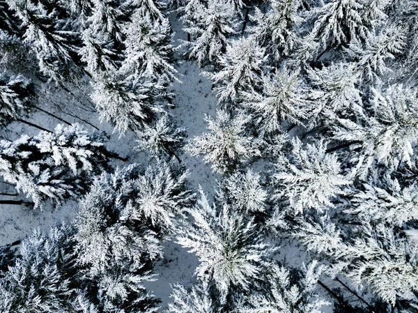 雪の中でモミの木の空中ビュー屋根付きの冬の風景 — ストック写真