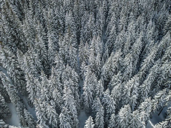 Flygfoto Snötäckta Granar — Stockfoto