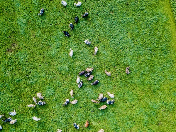 Pemandangan Udara Kawanan Ternak Padang Rumput Hijau Swiss — Stok Foto