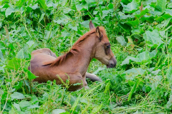 Vista Del Caballo Sobre Pastizal Verde —  Fotos de Stock