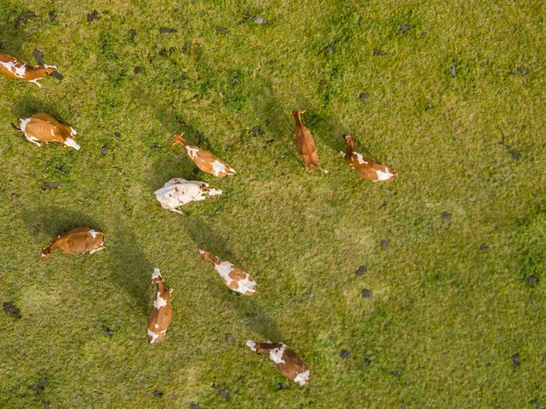 Aerial View Flock Cattle Green Meadow Switzerland — 스톡 사진