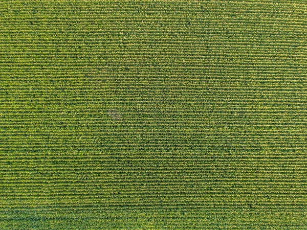 トウモロコシ畑の空撮 — ストック写真