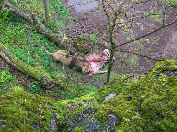 Leeuw Voedt Zich Met Zebra Groene Bomen Maaltijden Voor Dieren — Stockfoto