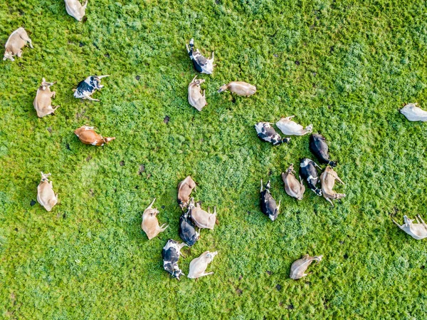 Flygfoto Besättningen Nötkreatur Grön Äng Schweiz — Stockfoto