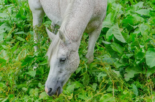Θέα Του Αλόγου Πράσινο Βοσκότοπο — Φωτογραφία Αρχείου