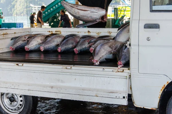 日本の魚市場から輸送されているローリー上のマグロ — ストック写真