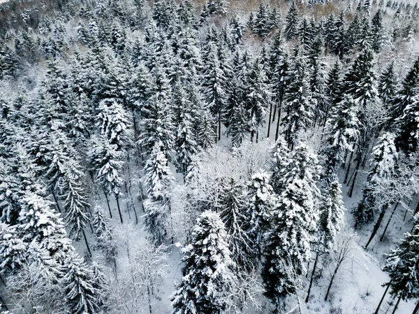 Kardaki Köknar Ağaçlarının Hava Manzarası Kışı Kaplamıştı — Stok fotoğraf