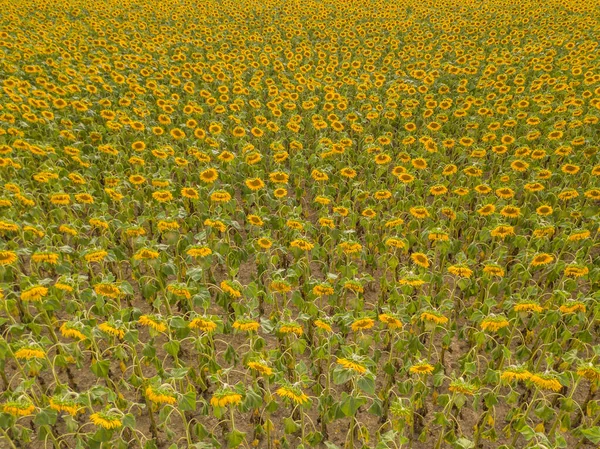 Vista Aérea Campo Girassóis Suíça Muitas Plantas Campo Agrícola — Fotografia de Stock