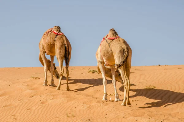 Kamelen Wandelen Door Wahiba Zandwoestijn Oman — Stockfoto