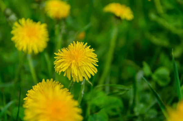 Fleur Pissenlit Jaune Printemps Sur Champ Vert Luxuriant — Photo