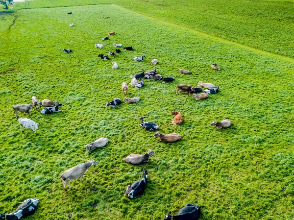 Luftaufnahme Einer Rinderherde Auf Einer Grünen Weide Der Schweiz — Stockfoto