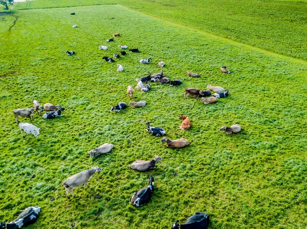 Vista Aérea Rebanho Gado Prado Verde Suíça — Fotografia de Stock