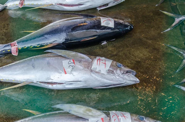 Риба Тунця Японському Рибному Ринку Лежить Залі Землі — стокове фото