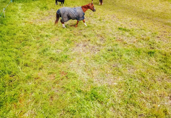 Visão Aérea Cavalo Pasto Verde — Fotografia de Stock