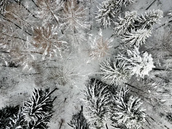 Veduta Aerea Degli Abeti Nel Paesaggio Invernale Innevato — Foto Stock