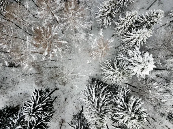 Vista Aérea Abetos Paisaje Invernal Cubierto Nieve — Foto de Stock