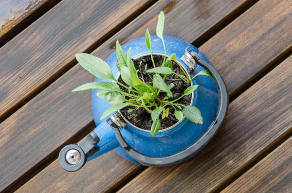 Vieille Théière Bleue Avec Une Plante Verte Dedans Théière Sur — Photo