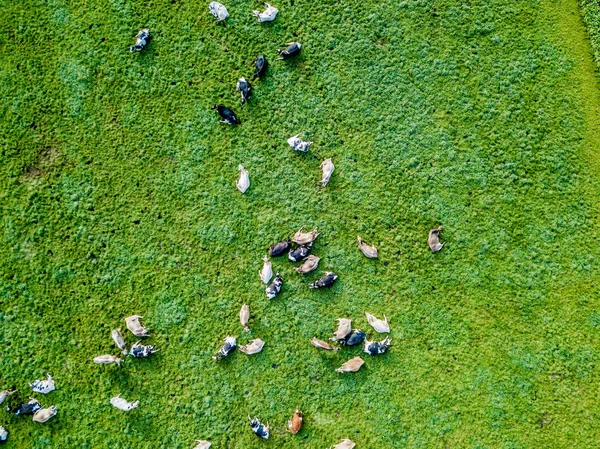 Luftaufnahme Einer Rinderherde Auf Einer Grünen Weide Der Schweiz — Stockfoto