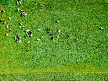 İsviçre 'deki yeşil çayır üzerindeki sığır sürüsünün havadan görünüşü