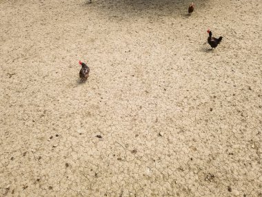 Overhead view of chicken and hens in enclosure. Brown earth underground.