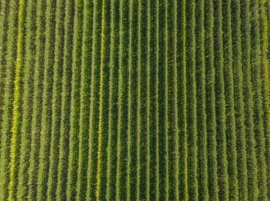 Mısır tarlasının hava görüntüsü