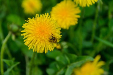 Sarı karahindiba çiçeği ve baharda döllenen arı