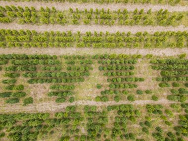 Bitki yetiştirme alanında yetişmiş genç bitkilerin hava manzarası 