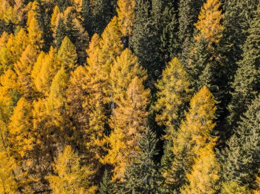 Sonbaharda sarı ağaçlarının havadan görünümü