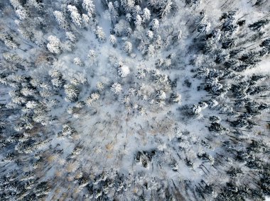 Kardaki köknar ağaçlarının hava manzarası kışı kaplamıştı.