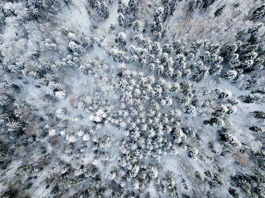 Kardaki köknar ağaçlarının hava manzarası kışı kaplamıştı.