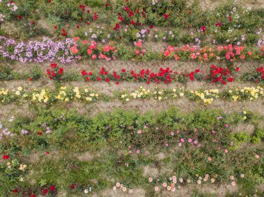Bitki yetiştirme alanında yetişmiş genç bitkilerin hava manzarası 