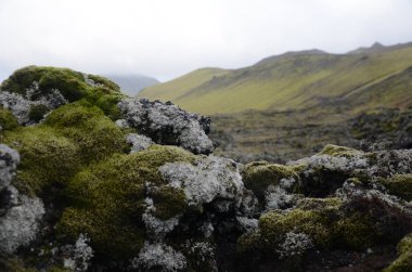 İzlanda 'da kayalıklardaki yosunlara yakın çekim. Yüzeyin derinliği. Vahşi yaşam ve uzaklık kavramı.