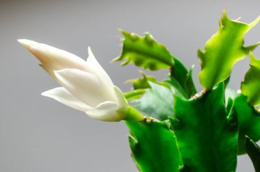 Beyaz Noel kaktüsü arka planda, kapat