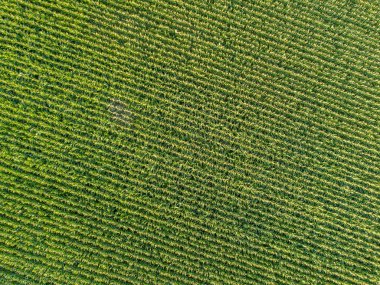 Mısır tarlasının hava görüntüsü