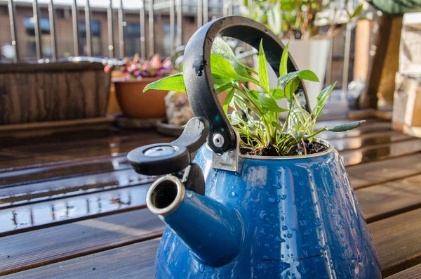 Tetera Azul Vieja Con Planta Verde Ella Tetera Balcón Madera — Foto de Stock