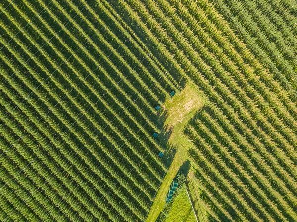 Luftaufnahme Des Apfelbaumgartens Große Apfelplantage Val Venosta Italien — Stockfoto