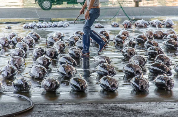 Thunfisch Auf Dem Japanischen Fischmarkt Einer Halle Auf Dem Boden — Stockfoto