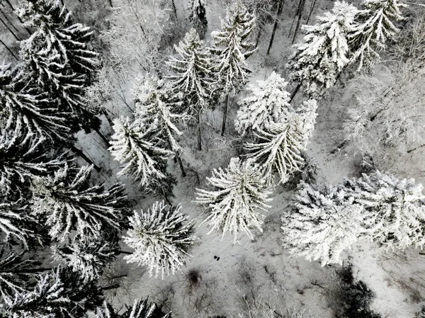 Flygfoto Granar Snötäckt Vinterlandskap — Stockfoto