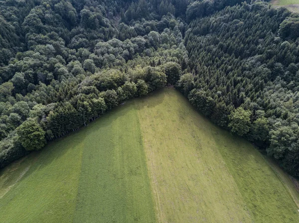 Pemandangan Udara Pohon Padang Rumput — Stok Foto