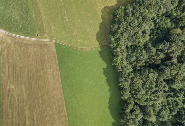 Çayırdaki Ağaçların Havadan Görünüşü — Stok fotoğraf