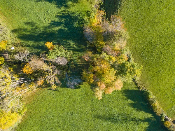 Vista Aérea Árvores Amarelas Outono — Fotografia de Stock