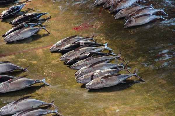 Overhead Melihat Pasar Ikan Jepang Dengan Ikan Tuna — Stok Foto