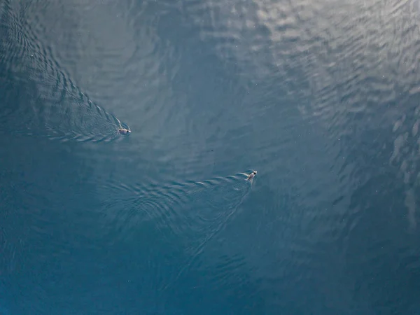 Vue Aérienne Des Canards Flottant Surface Eau — Photo