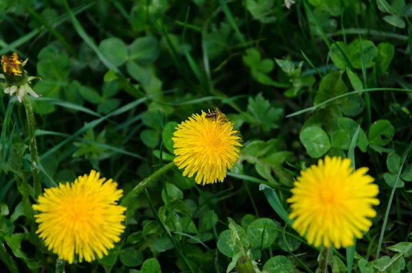 Gele Paardebloem Het Voorjaar Weelderig Groen Veld — Stockfoto