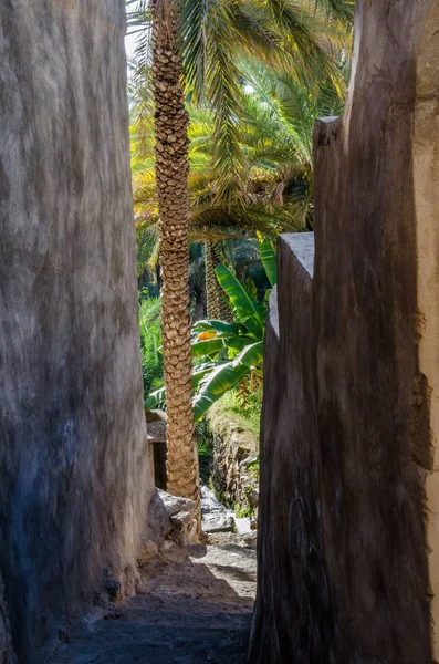 Вид Вдоль Пешеходной Дорожки Пальмовых Плантациях Омана — стоковое фото